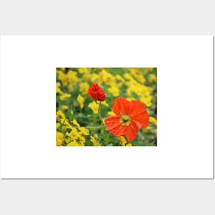 Iceland Poppies Posters and Art